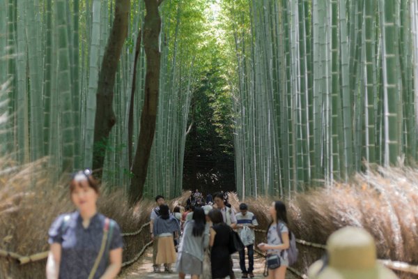 Comment choisir le bon équipement pour un camping en forêt de bambou en été?